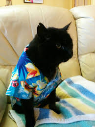 Up to size 5xl available. Bought A Hawaiian Shirt For My Boyfriend S Cat Album On Imgur Cats Cat Memes I Love Cats