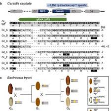 View & analyze the mhoax fund chart by total assets, risk rating, min. Pdf White Pupae Phenotype Of Tephritids Is Caused By Parallel Mutations Of A Mfs Transporter