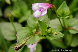 Image result for Lindernia conferta