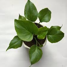 Philodendron Plants At Home Living With Plants Baby Plants Baby Plants Pot Baby Plants Cactus Baby Plants Hou Philodendron Plant Houseplants Indoor Plant Decor