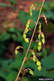 Image result for Desmodium