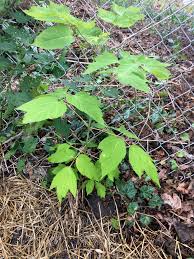 Poison Ivy In Michigan Toxicodendron Radicans And Rybergii Plant Pest Diagnostics