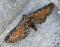 Image result for Eupithecia icterata