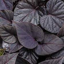 Check spelling or type a new query. Are Ornamental Sweet Potatoes Edible Gardener S Path