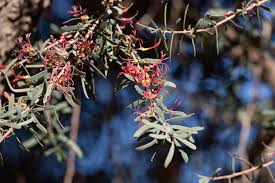 Image result for Plicosepalus