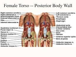 Anatomy physiology of female repro. Ppt Atlas A General Orientation To Human Anatomy Powerpoint Presentation Id 774094