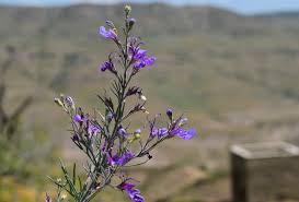 Image result for Achyrospermum carvalhoi