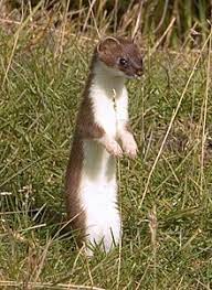 Maybe you would like to learn more about one of these? Stoat Wikipedia