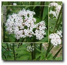 Valerian Flower Essence Their Sweet Spring Smell Alone Is Enough To Soothe This Girl Valerian Flower Fragrant Flowers Flower Essences