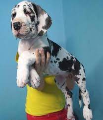 The harlequin great dane is one of several standard colored great dane dogs. Olkdliuhgdfd Akc Harlequin Great Dane Puppies For Sale In Attleboro Massachusetts Classified Americanlisted Com