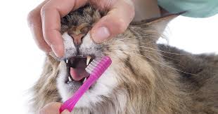 Before you start panicking, take a deep breath and try to relax. Bad Breath In Cats Pdsa