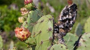 On top of that, some also produce incredibly beautiful, showy and colorful flowers that are a sight to look at. Prickly Pear Cactus San Diego Zoo Animals Plants