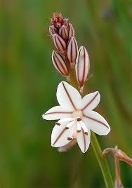 Descripción planta liliácea de 30 a 40 cm. Asphodelus Fistulosus Flores Inusuales Flores Bonitas Mejores Flores