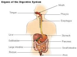 The digestive system is made up of the alimentary canal (also called the digestive tract) and other organs, such as the liver and pancreas. What Is Digestion Very Short Answer