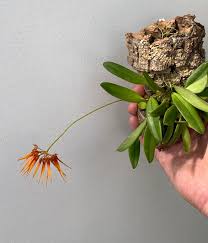 Image result for Bulbophyllum bavonis