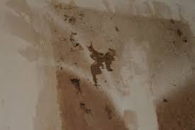 After stripping our wallpaper with a clothes steamer, the walls were mostly bare, but there was some glue residue and tiny paper scraps lingering. 50 Painting Walls After Removing Wallpaper On Wallpapersafari