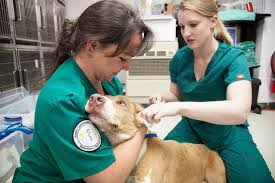How long does it take to become a veterinary assistant. Difference Between Vet Jobs Vet Technician Vet Assistant