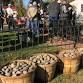 4th Annual Fall Oyster Roast & Courtyard Party event image