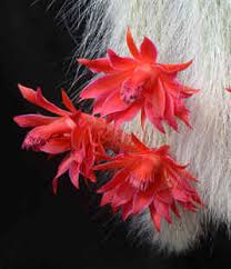 Nice cactus with beautiful flowers and long trailing stems. The Monkey Tail Cactus
