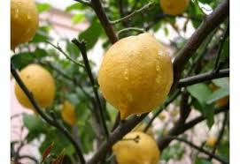 Saksıda limon ağacı ve limon çiçeği nasıl yetiştirilir. Limon Fidani Mayer Meyve Verir Halde