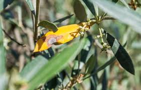 Image result for xylella fastidiosa oleander symptoms