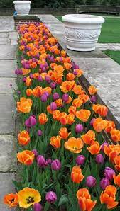 Flower Bed Ideas In Front Of House Tulips Arrangement Garden Flower Beds Beautiful Flowers