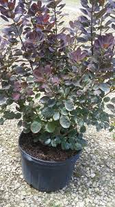 Smoke tree or smoke bush. Smoke Tree Container Care Can You Grow Smoke Tree In A Container
