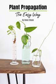 How To Root Plant Cuttings In Water For Propagation Plant Cuttings Propagating Plants Making Plant Pots