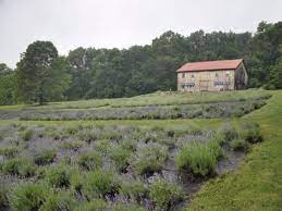7 people in agriculture workers' dormitories on farms. Peace Valley Lavender Farm