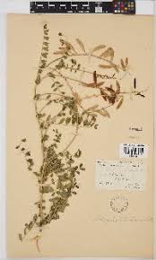 Image result for Kotschya strobilantha