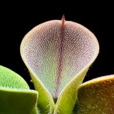 Image result for Microcoelia physophora