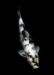 Black And White Koi Black And White Koi Poster By Scarletblack Via Flickr Koi Koi Carp Koi Fish