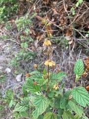 Image result for Cephalocroton mollis