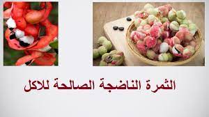 طرق زراعة اللوز الهندى و الاستفادة منه pithecellobium حلقة 379 vegetables plants radish