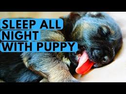 Your new puppy is away from his canine family and in a new environment. Teach Your Puppy To Sleep Through The Night Puppy Care Online