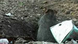 Controlling a rat infestation of your home can be unpleasant. How To Get Rid Of Rats Youtube