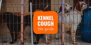 Chewy pharmacy is that simple! Kennel Cough Prevention Symptoms Diagnosis Treatment