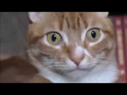Oyuncagin Marifetine Sasiran Kedi Youtube