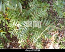 Image result for Senna petersiana