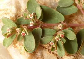 Image result for Euphorbia granulata