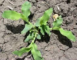 Image result for Urochloa panicoides