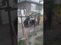 Devekusu Ve Bebek Zurafa Youtube