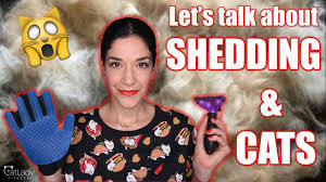Cats that shed, low shedding cats or cats that don't shed alike needs care for their fur and coats; Why Do Cats Shed So Much Is It Normal Let S Talk About Shedding Youtube