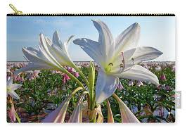 Image result for Crinum paludosum