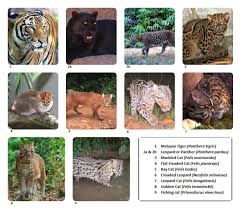 Pihak majlis mengambil tindakan bagi menangani permasalahan haiwan kacauganggu seperti dibawah. M Persatuan Haiwan Malaysia Malaysia Animal Association Facebook