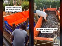 Bagaimana tidak, usaha ini dinilai lebih hemat tempat dan modal, sehingga bisa dibilang sangat cocok buat profis sekalian yang ingin memulai beternak ikan untuk konsumsi sendiri maupun komersial. Pakai Ember Dan Terpal 5 Orang Ini Berhasil Budidaya Ikan Lele