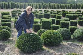 Taxus Baccata Flachkugel 80 90 100 110 335 6 Baume Kaufen Garten Landschaftsbau Baum