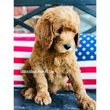 Adopt your own pup today! Australian Labradoodle Puppies For Sale Nc Crazypurplemama