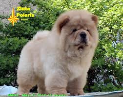 14 adorable chow chows that can bright your day. Chow Chow A Vendre En Ville De Baranovichi Bielorussie Prix Negocie Annonce 2217