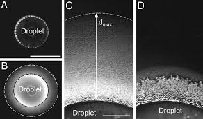 Science fair project that compares the freezing temperature of salt water and freshwater in order to learn about supercooling and condensation nuclei. Frost Halos From Supercooled Water Droplets Pnas
